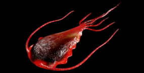 Parasitas intestinais