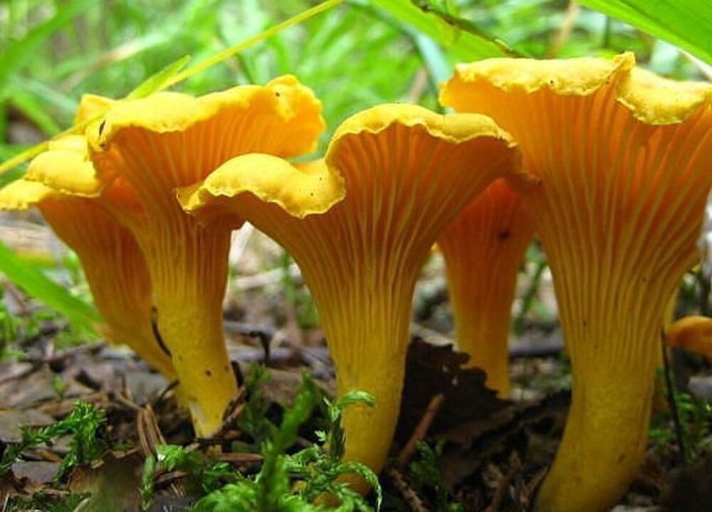 Raposas